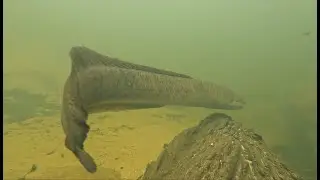What Lies Beneath- The Long-finned Eel