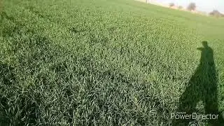 КУБУС Озима пшениця. 👍