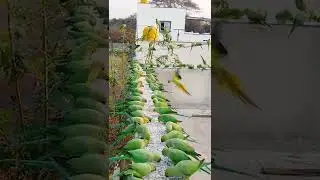 How to attract Parrots to your balcony | Indian Wild Parrots 