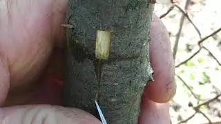 The simplest grafting is into a tree trunk, behind the bark.