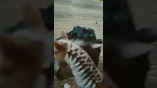 трейлер к новому фильмы непобедимый
