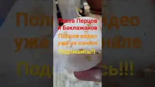 Посев Перцов и Баклажанов #огород #сад