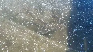 White sucker (fish) sunning themselves under ice on a cold day