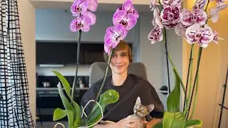 ОПЫЛЯТЬ 🐝ОРХИДЕИ ЛЕГКО!