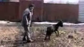 Коза
