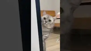 Эти коты с другой планеты