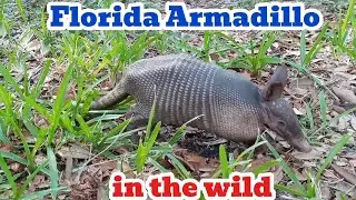 ARMADILLO DIGGING