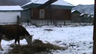 Продам дом в Шебалино Горный Алтай