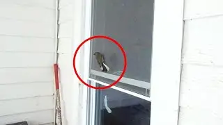 Rescuing a Bird from My Porch