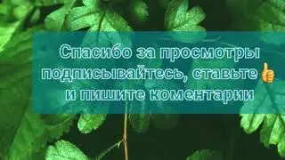 Подвязка помидор🍅#хозяйничаемвместе #томаты