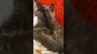 Кот закрывает мордочку задней лапой .