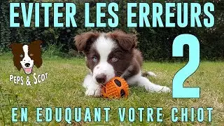 Eviter les ERREURS d'éducation avec son Chiot Vol.2