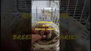Riproduzione Canarini di Colore 2023