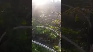 "Золотой дождик" 😲😄