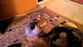 Котята няшки, битва за молоко.