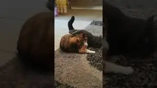 Любовь