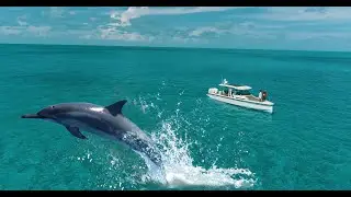 SWIMMING WITH DOLPHINS IN TURKS & CAICOS