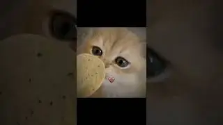 Тоха еб@шит уже дрова 