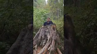 Бездонный пень?