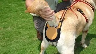Useless Pet Products