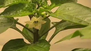 Growing Bell Peppers in the Smart Grow room