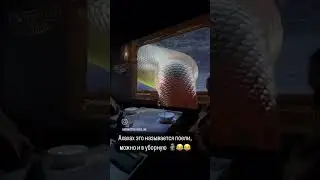 как такое возможно😯😯😯 #змея #кафе #жесть #еда #тамаев