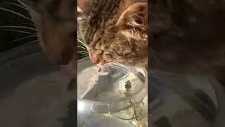 Yavaş çekim kedilerin su içişi