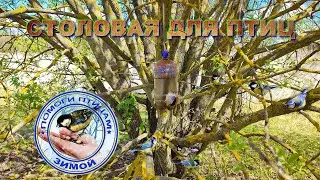 Синицы | Лазоревки | Воробьи | Столовая для птиц | (4 мая 2023)
