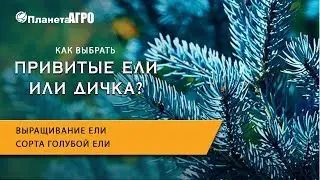🌲 Голубая ель | Выращивание ели | Сорта голубой ели 🌿 Планета Агро