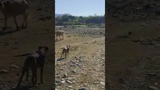 Встреча с коровами #germanboxer #funnydog #батуми