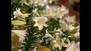 Easter 2020 in photos - St. Henry Church