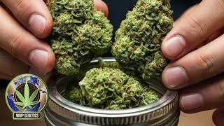 How to Bring Dry Cannabis Back to Life (Quick Fix) @wwpgenetics