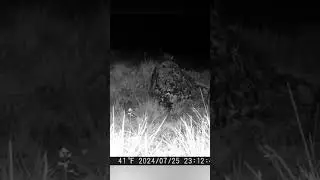 Marten/Соболь #marten #trapcamera #nature #соболь #фотоловушка #охота #тайга #животные #природа