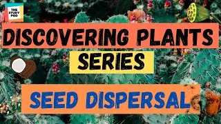 SEED DISPERSAL | DISCOVERING PLANTS SERIES | Part 5 | Science |The Study Pod