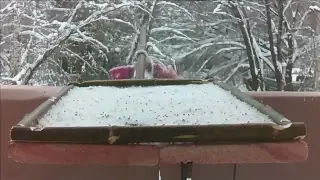 Bird feederwatch cam. Russia