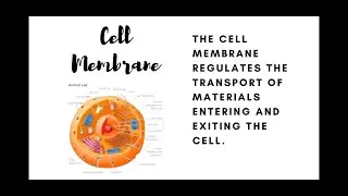 Parts Of Cells And Functions (Making Cell Made Of Candies!)