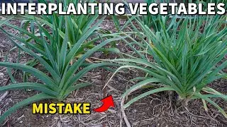 Why I Am NOT Interplanting Vegetables This Year