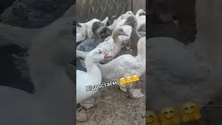 Підростаємо... мускусні каченя важкої лінії німецької селекції!