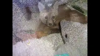 Tod the fox (part 2)