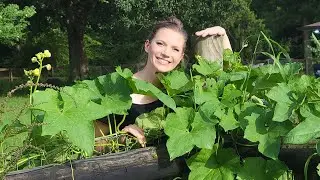 Plant Identification: Garden Gourds