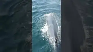 Braid the Fin Whale – 1/8/22 #whaletales