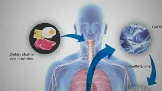 How to Reduce Your TMAO Levels