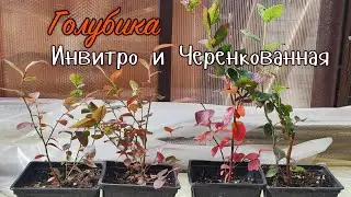 🫐In vitro and cutting blueberry seedlings ‼️Differences ‼️
