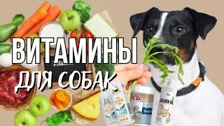 ВИТАМИНЫ - Нужны Ли Они Собакам? Как правильно и какие витамины подобрать? Полезные пищевые добавки
