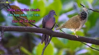 tiếng cu Cườm kết hợp cu Vằn best Chuẩn chuyên cho Ná Thủ - Nhã cnt