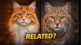 Maine Coon Cat vs Bobcat - Are They Really Related?