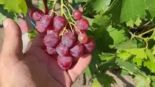 АССОРТИ ГФ ВИНОГРАДА НА 17.08.2024г.ТЕЛ: 8989 538 12 89 (Ватсап,Телеграмм).