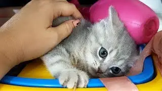 КАК УГОВОРИТЬ РОДИТЕЛЕЙ КУПИТЬ КОТЕНКА ИЛИ СОБАКУ ДОМАШНЕЕ ЖИВОТНОЕ