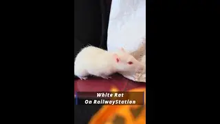 #WhiteRat