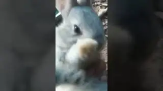 baby bunny screaming